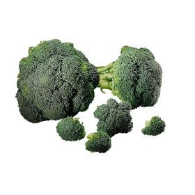 Bio Broccoli