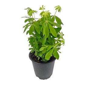 Link zu  Waldmeister Topf