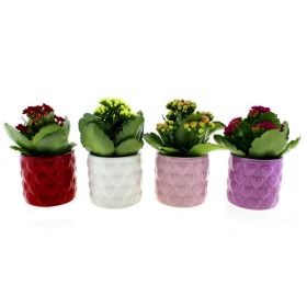 Kalanchoe in Keramik, je Artikel