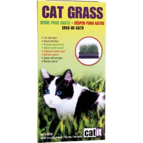 Katzengras Cat Grass