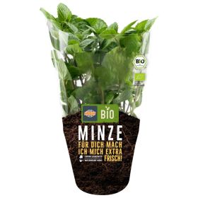 Bio Minze Topf