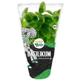 Bio Basilikum Topf