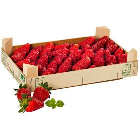 Premium Erdbeeren