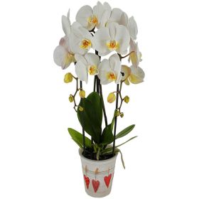 Phalaenopsis Cascade, je Pflanze