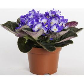 Saintpaulia oder Gerbera, je Artikel