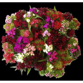 Link zu  Freiland Sommerblumen Ursprung Deutschland, verschiedene Sorten und Farben, je Bund
